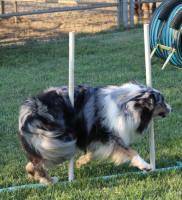 Flash weave poles